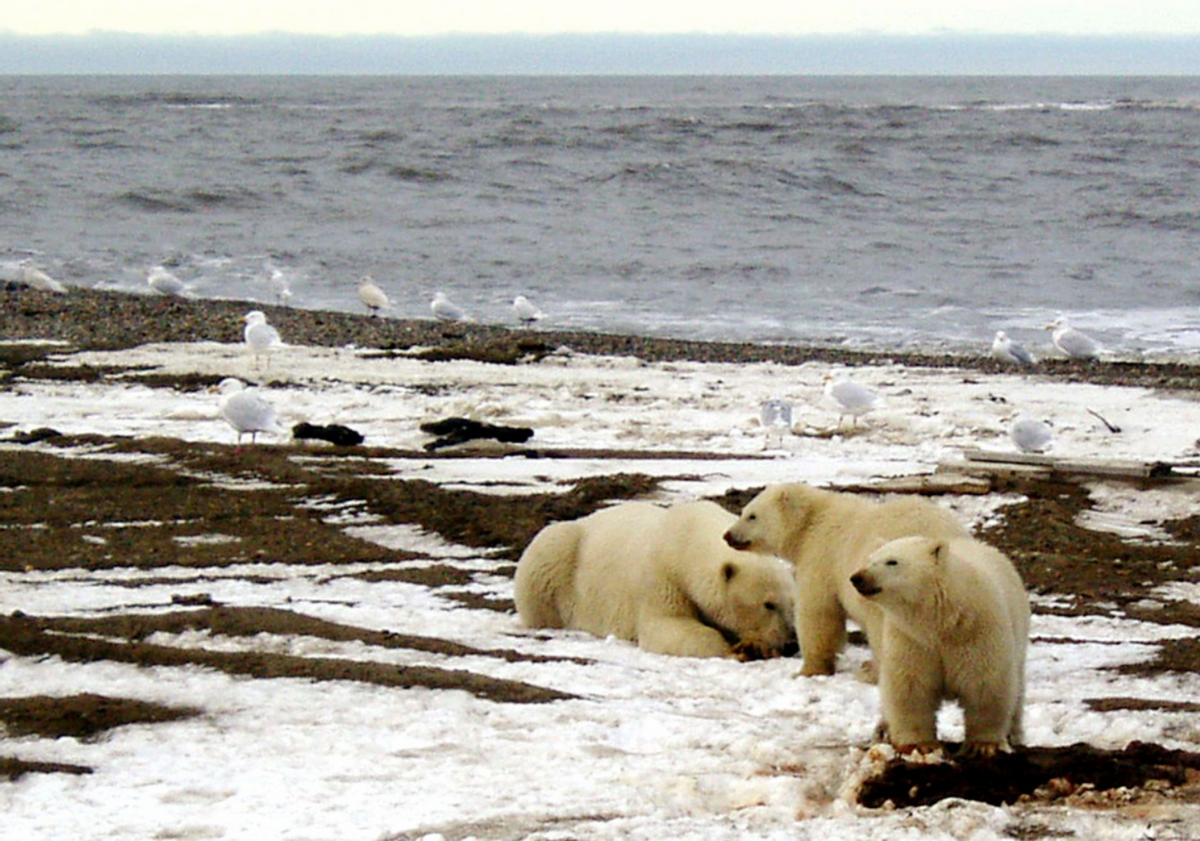 特朗普野心勃勃的北极圈油气租赁开发被拜登叫停，等待环保审查