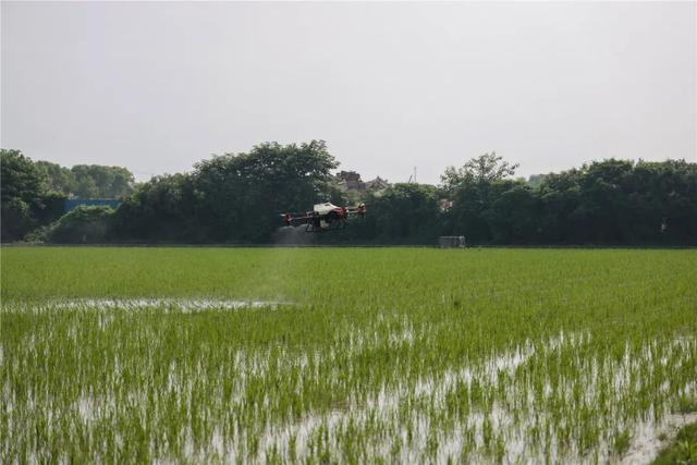 撒药、除草、灭虫……六旬老人田间玩转无人机