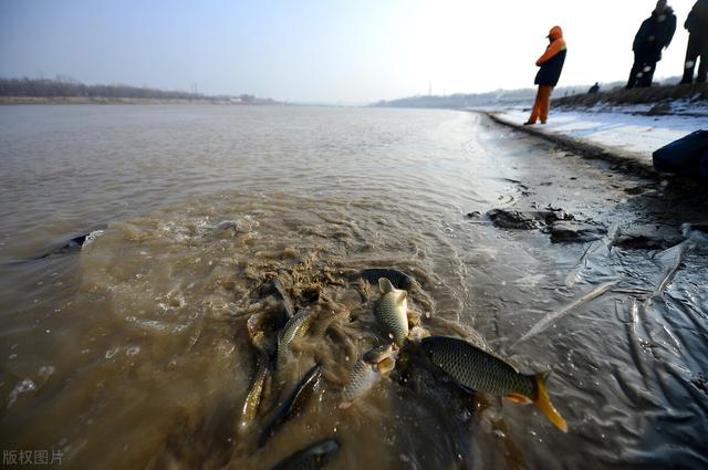德国镜鲤入侵黄河，与土著鱼发生杂交，黄河鲤遭“灭种之灾”？