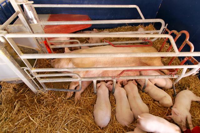 蓝耳新毒株1-4-4，对美国养猪业的威胁
