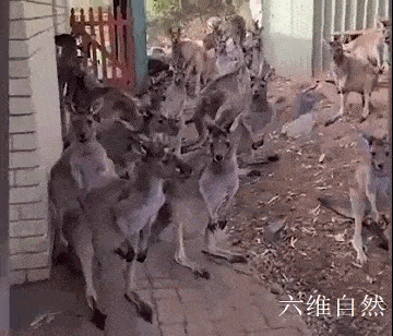 澳洲一女子推开门，发现有约20头袋鼠站在门前，人反被袋鼠围观