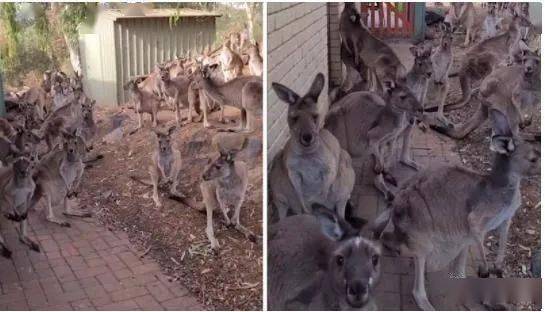 澳洲一女子推开门，发现有约20头袋鼠站在门前，人反被袋鼠围观