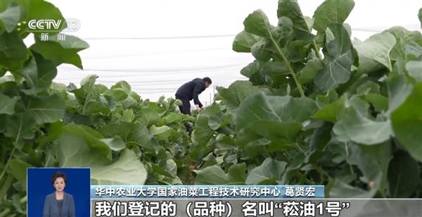 “板蓝根青菜”首次大规模上市：口感清甜还抗病毒、抗炎